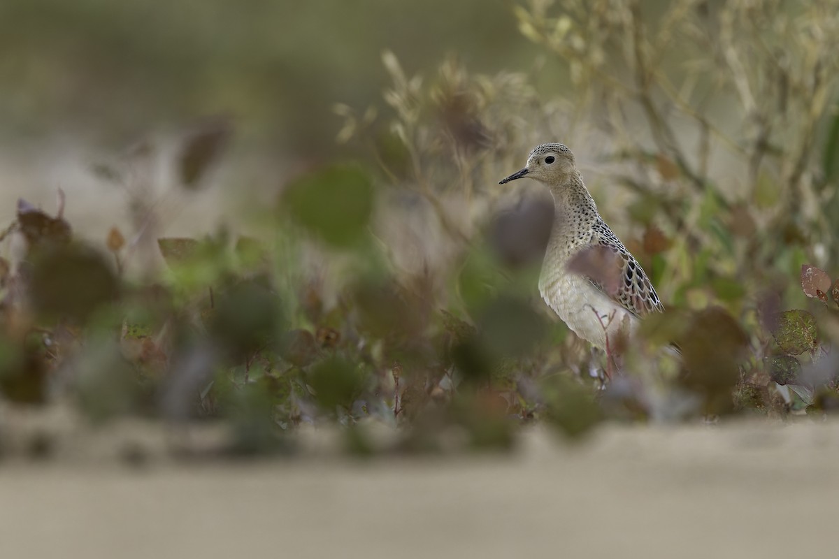 jespák plavý - ML640971264