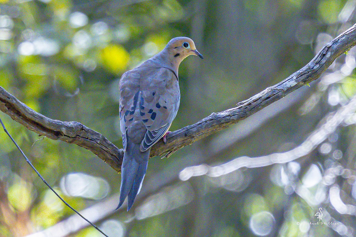 Mourning Dove - ML640971266