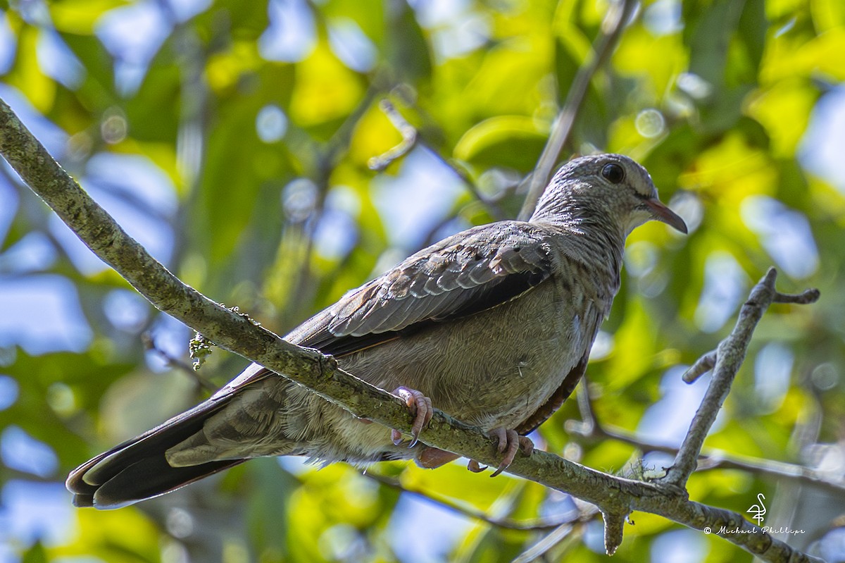 Common Ground Dove - ML640971269