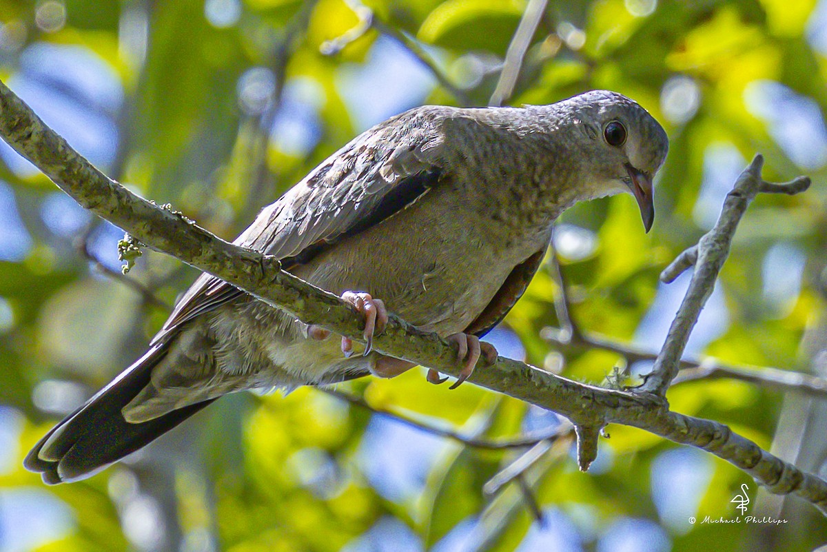 Common Ground Dove - ML640971271