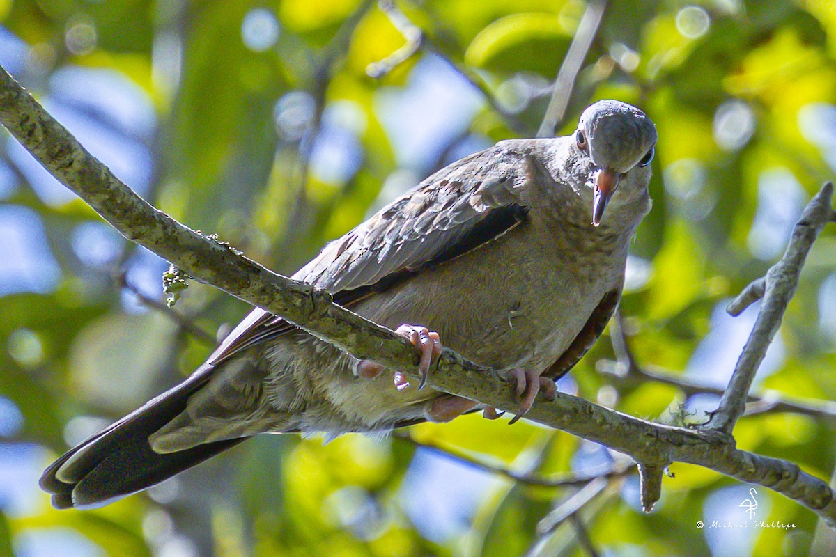 Common Ground Dove - ML640971272