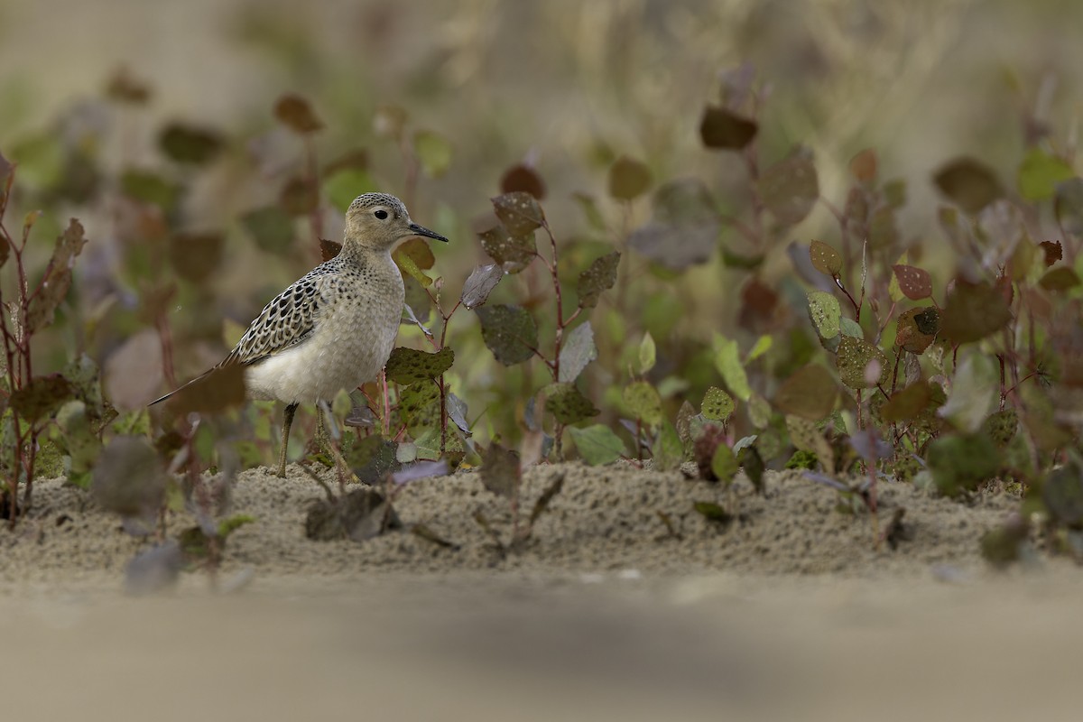 jespák plavý - ML640971276