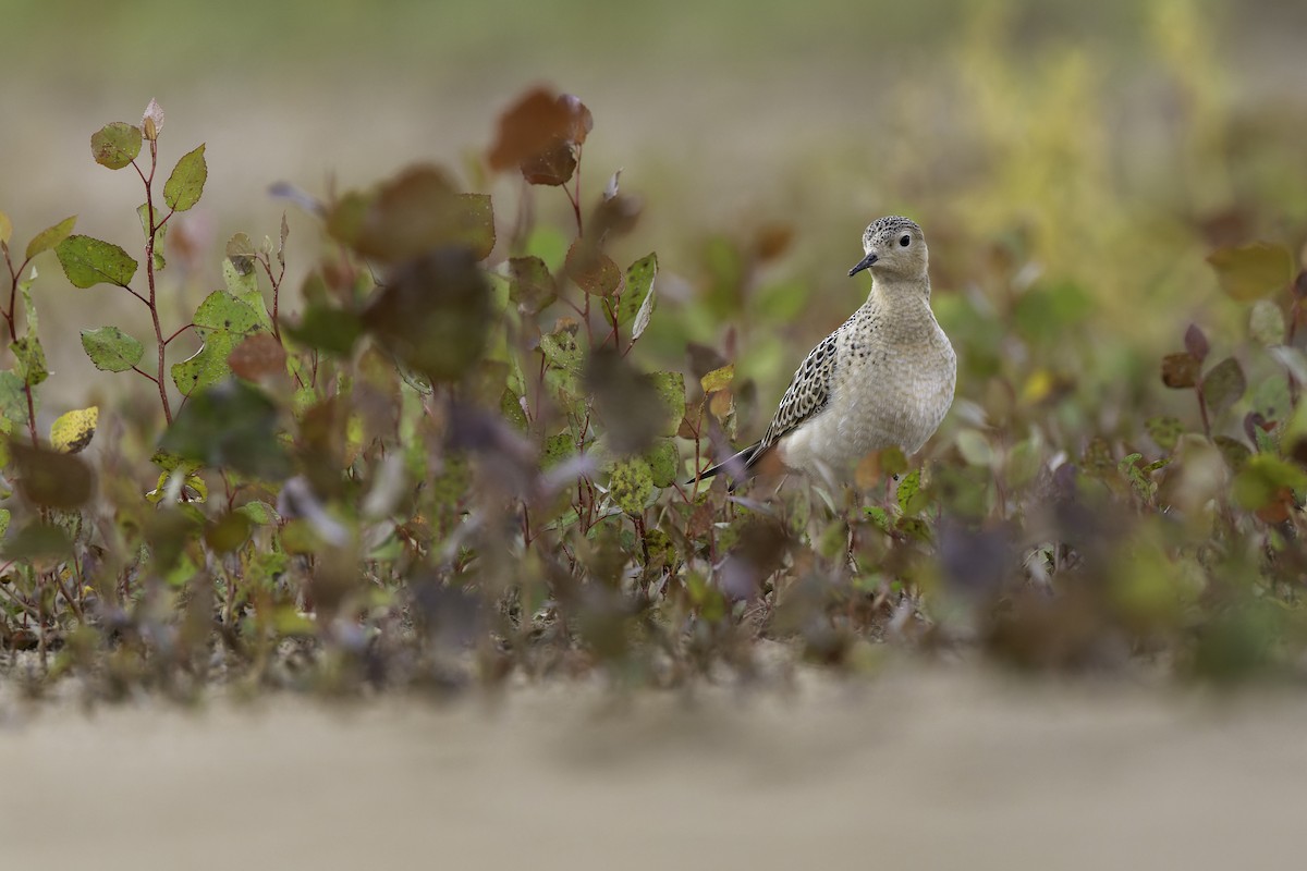 jespák plavý - ML640971280