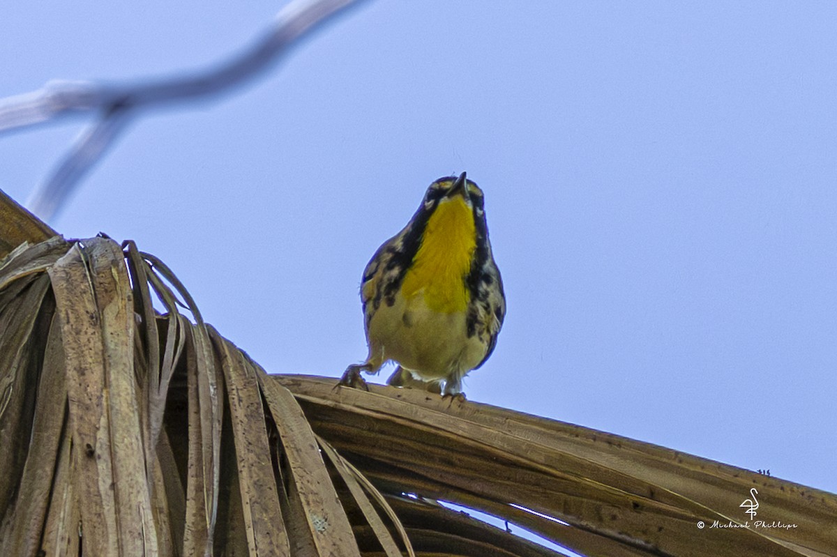 Yellow-throated Warbler - ML640971288