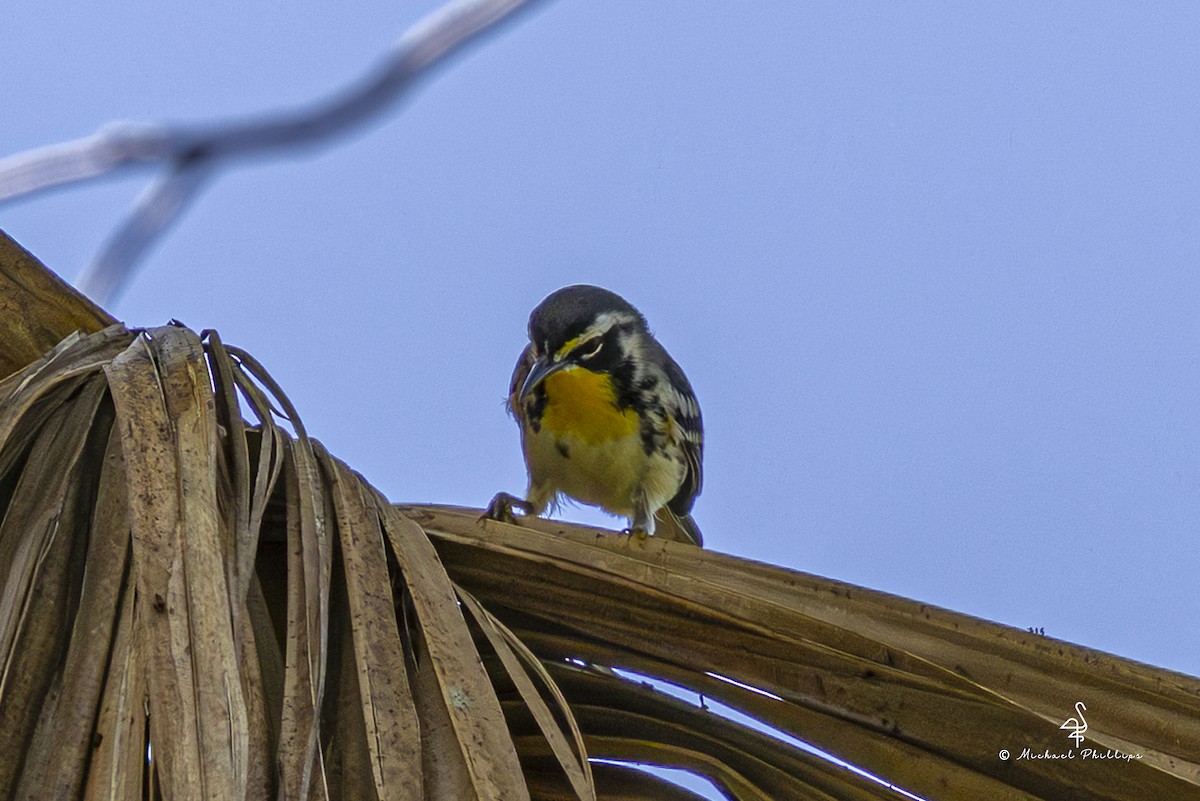 Yellow-throated Warbler - ML640971289