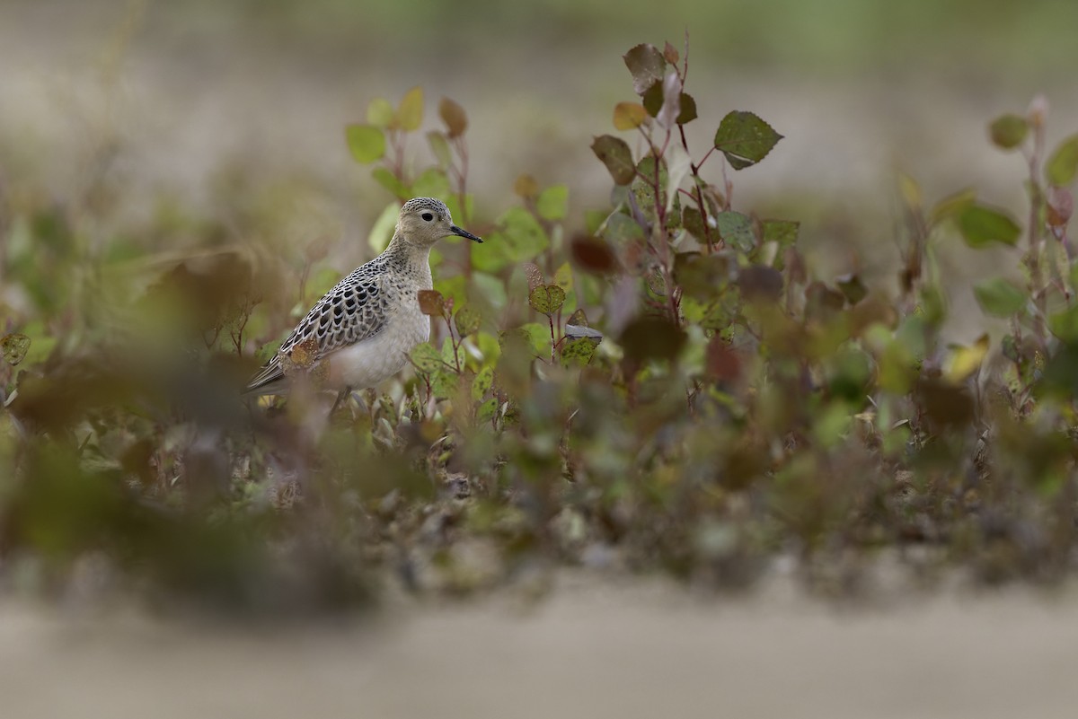 jespák plavý - ML640971291