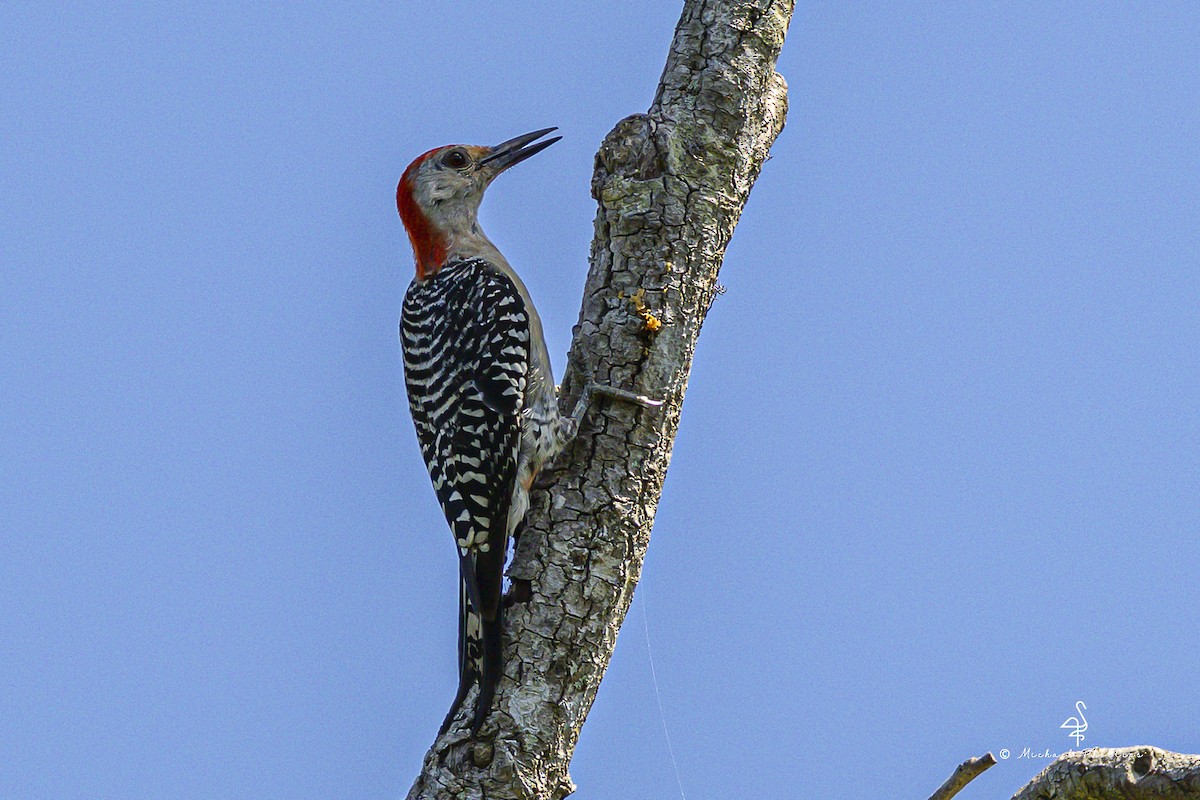 Red-bellied Woodpecker - ML640971297