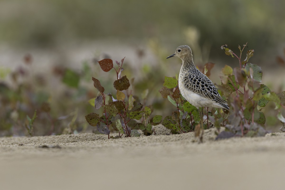 jespák plavý - ML640971300