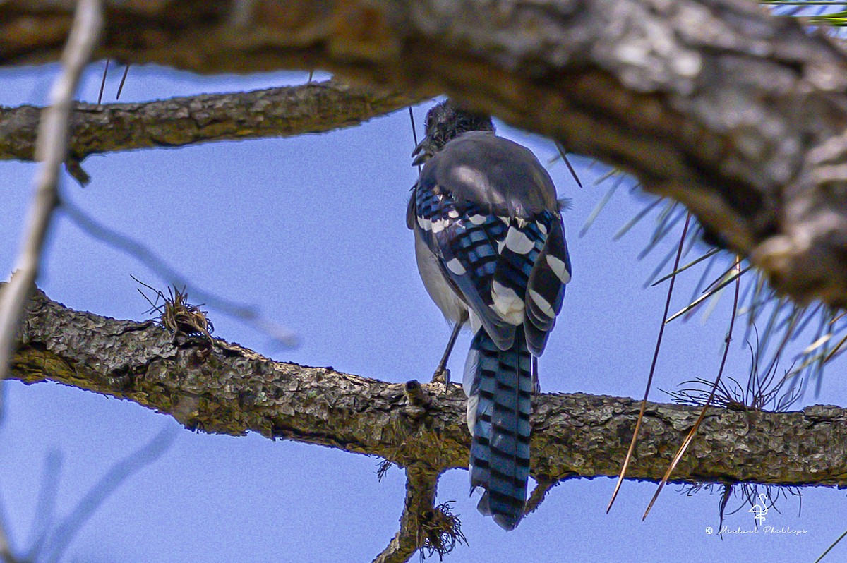 Blue Jay - ML640971301