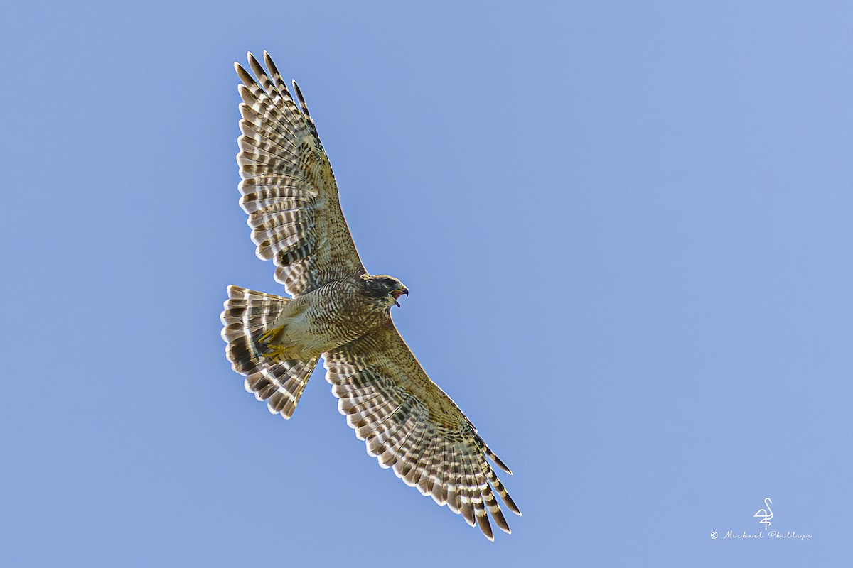Red-shouldered Hawk - ML640971304
