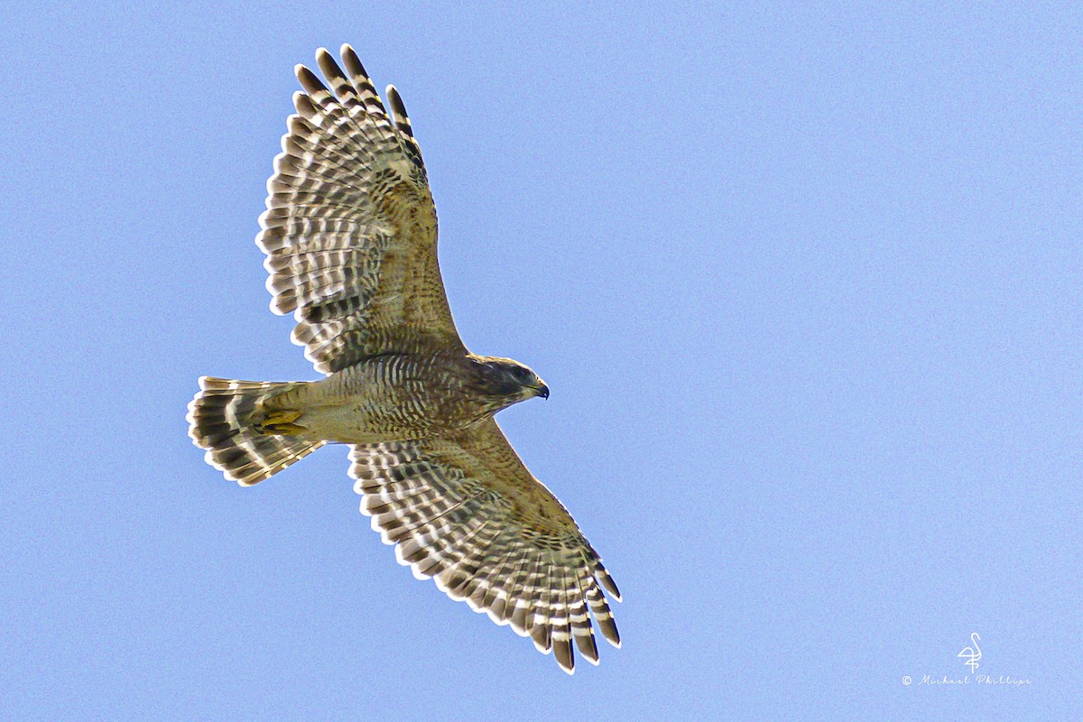 Red-shouldered Hawk - ML640971305