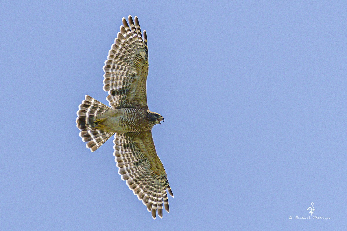 Red-shouldered Hawk - ML640971306