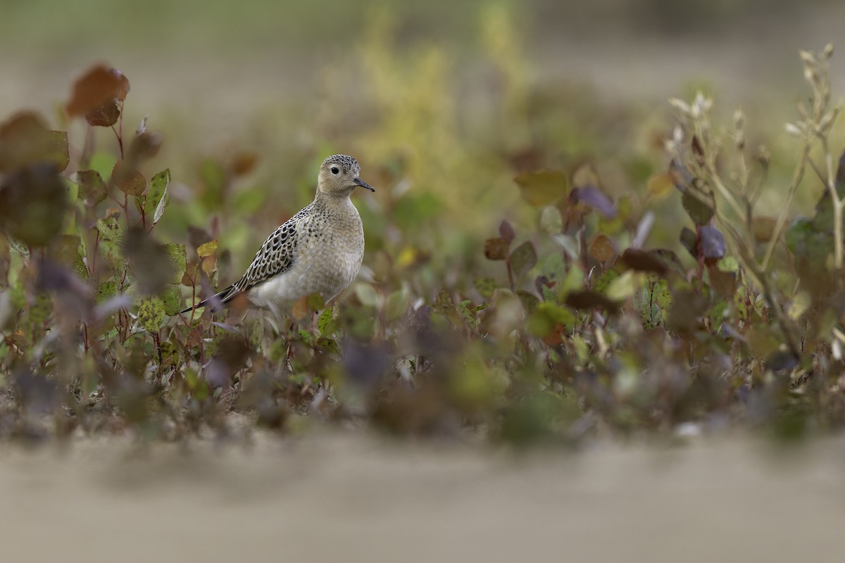 jespák plavý - ML640971311