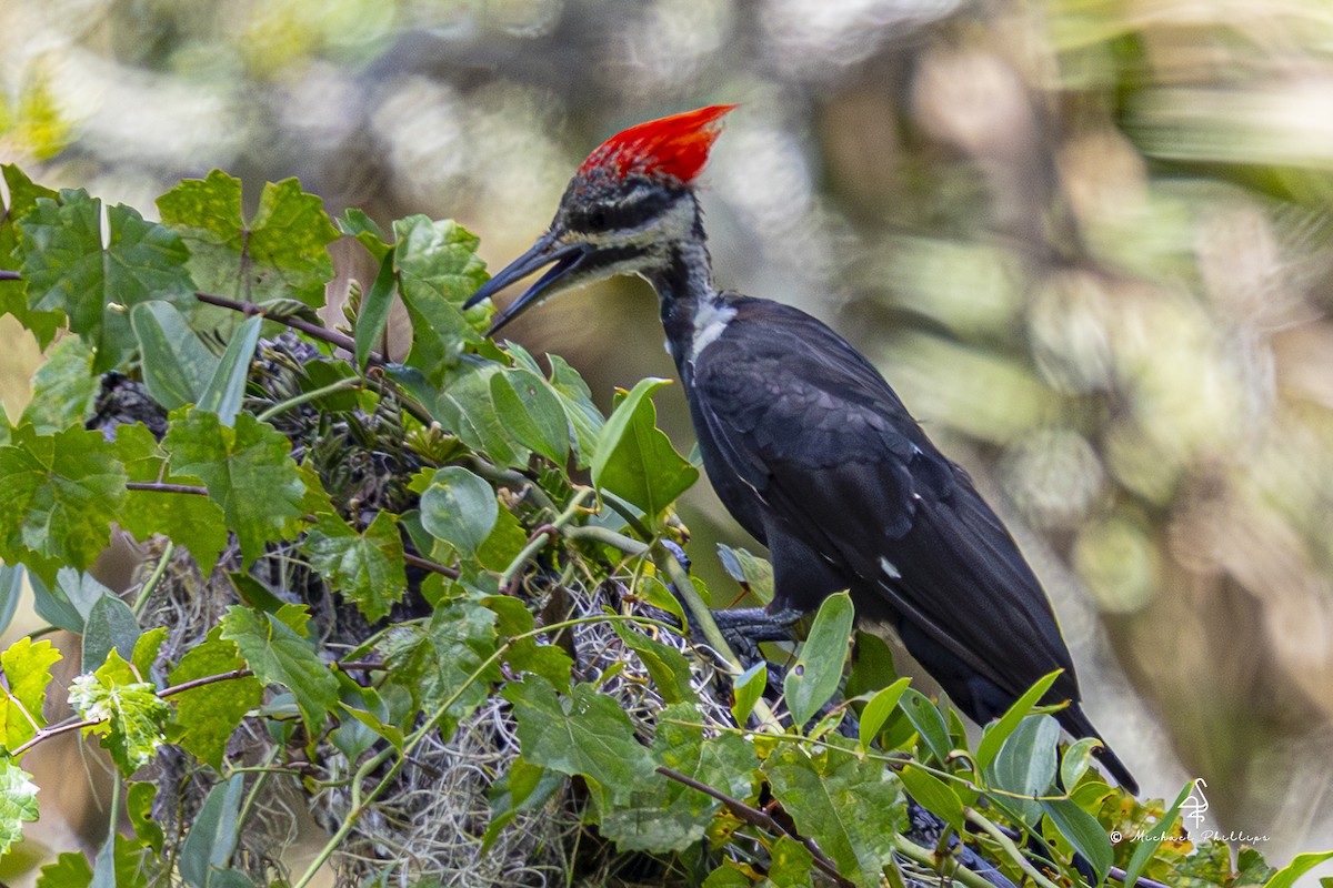 Pileated Woodpecker - ML640971314