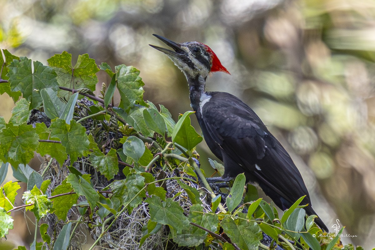 Pileated Woodpecker - ML640971315