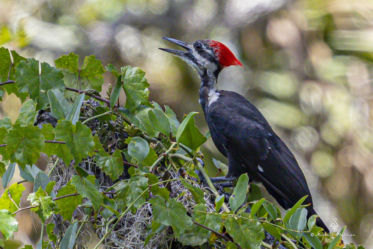Pileated Woodpecker - ML640971316