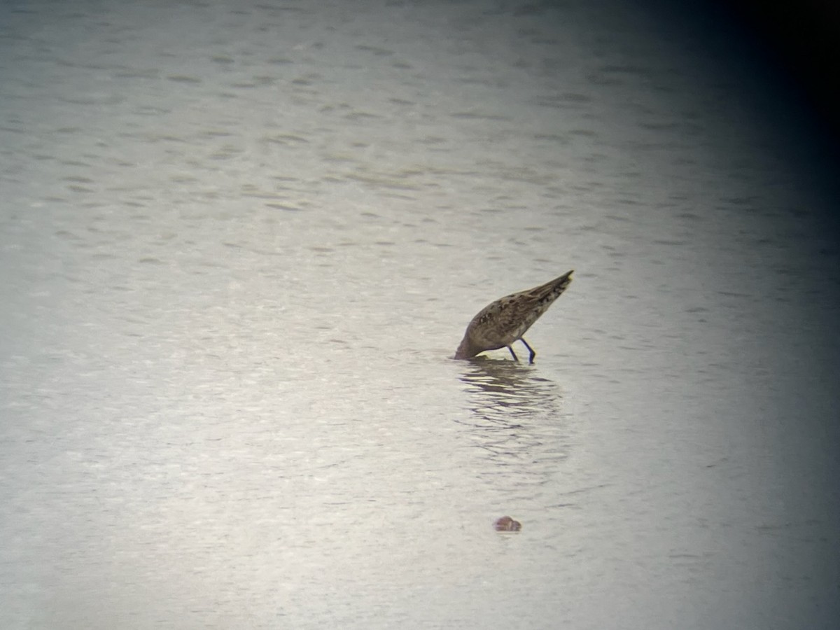 Hudsonian Godwit - ML640971372