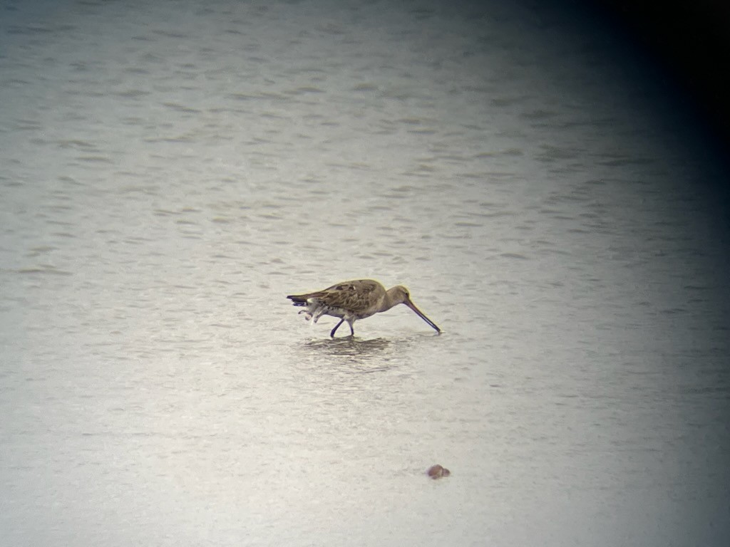 Hudsonian Godwit - ML640971373