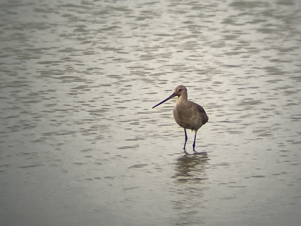 Hudsonian Godwit - ML640971374