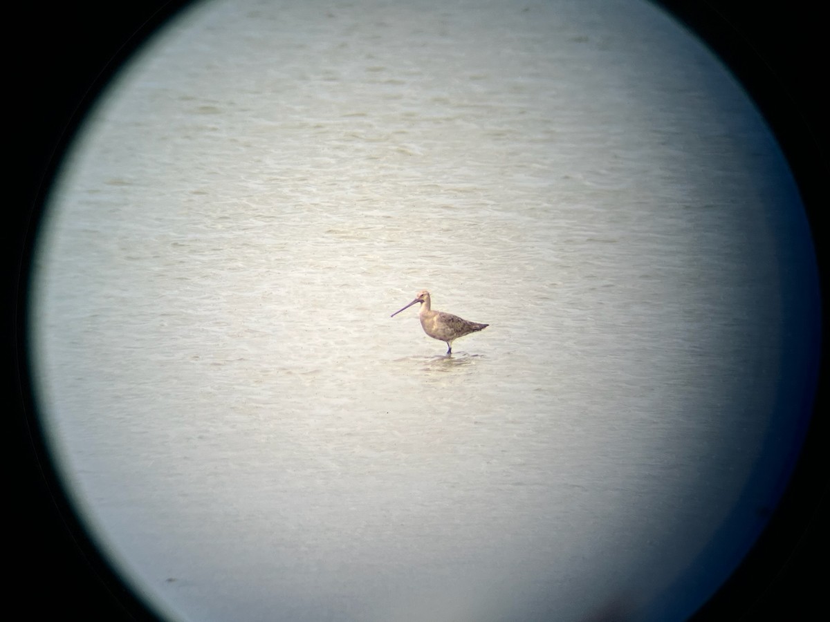 Hudsonian Godwit - ML640971375