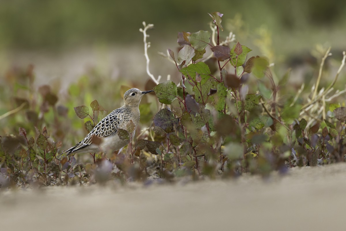 jespák plavý - ML640971416