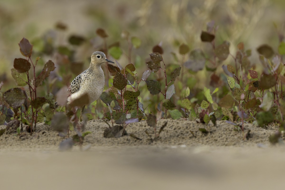 jespák plavý - ML640971424