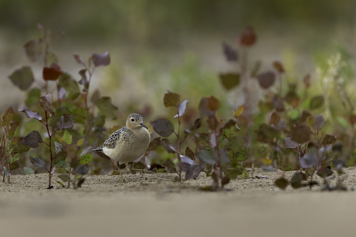 jespák plavý - ML640971429