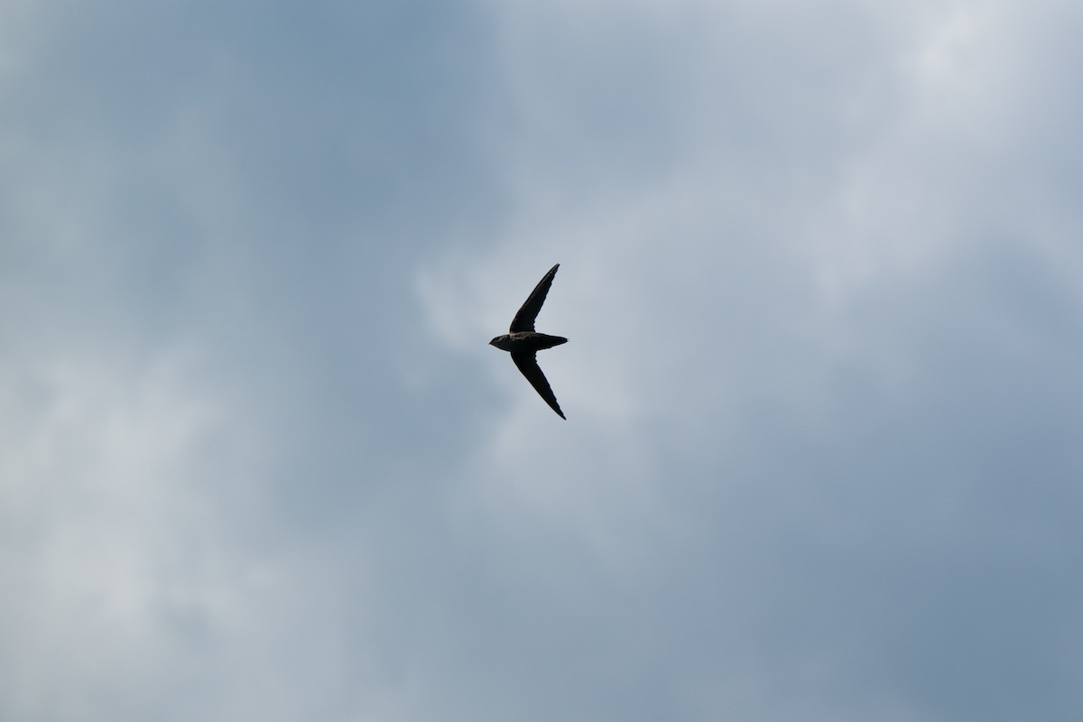 Chimney Swift - ML640971454