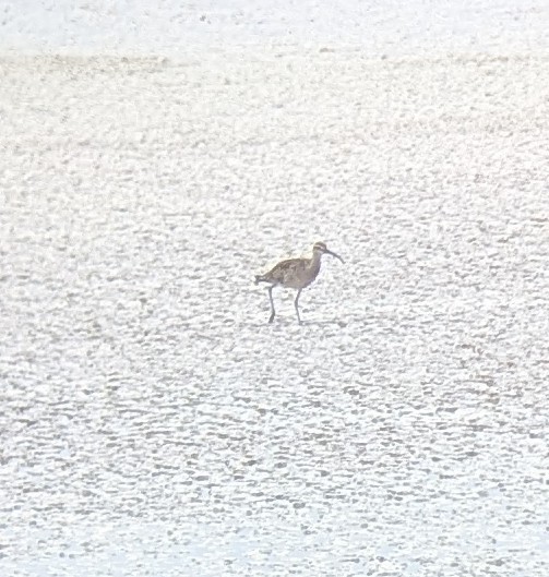 Whimbrel (Hudsonian) - ML640971512