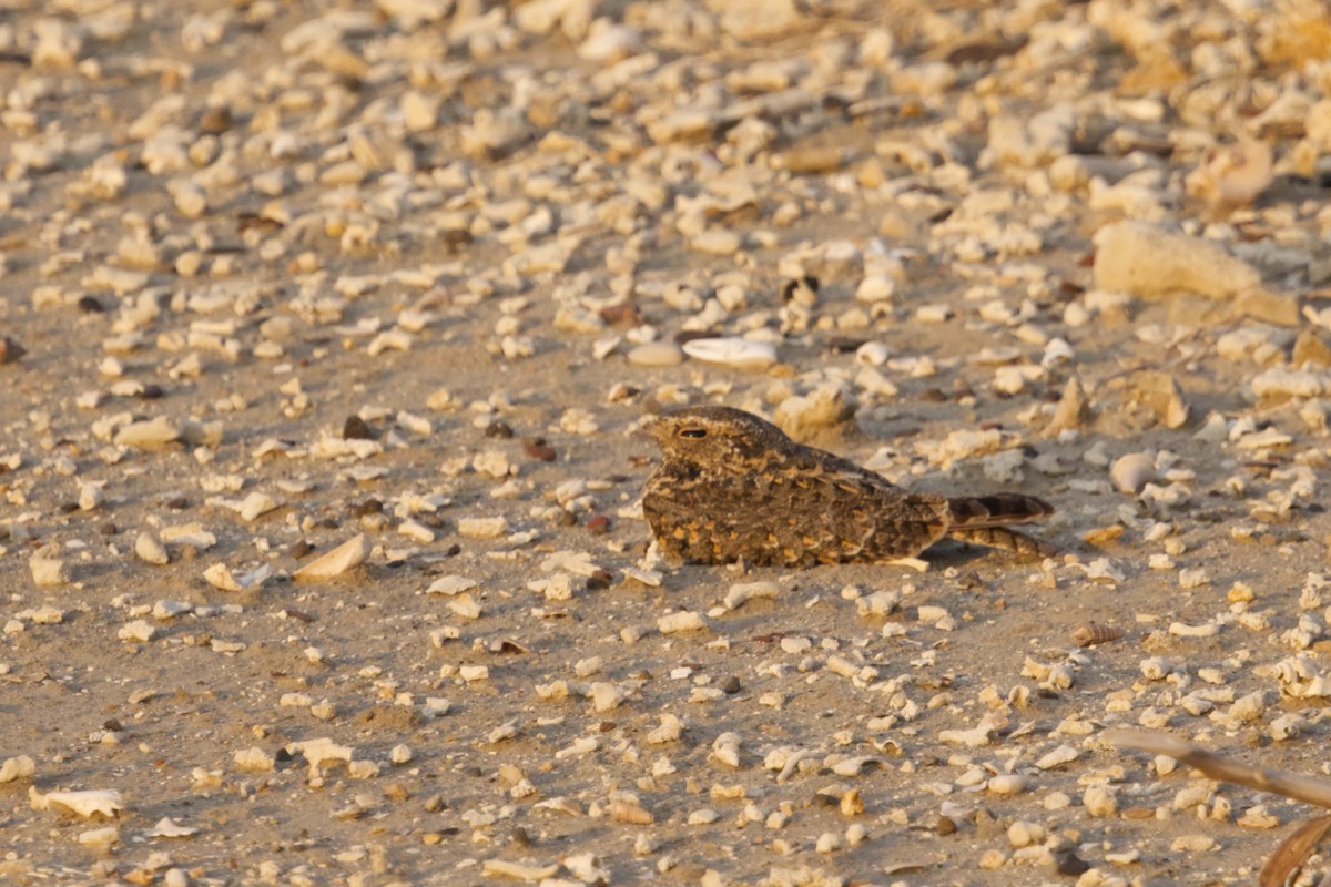 Savanna Nightjar (Sunda) - ML640971559