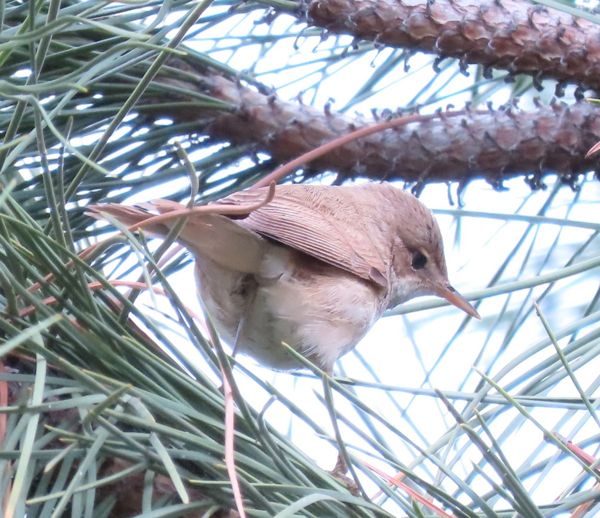 Marsh/Common Reed Warbler - ML640971651