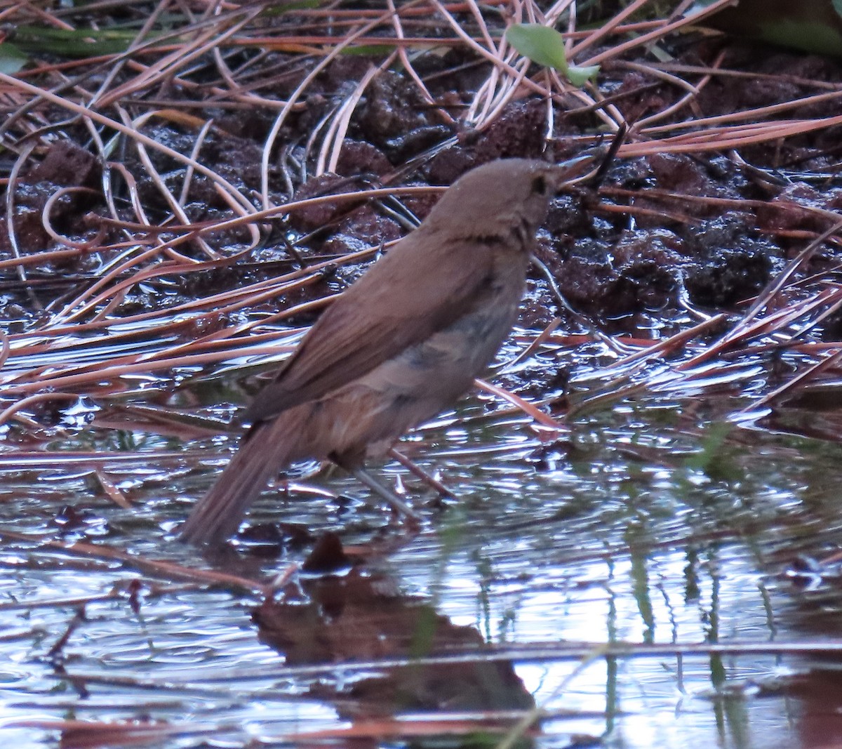 Marsh/Common Reed Warbler - ML640971652