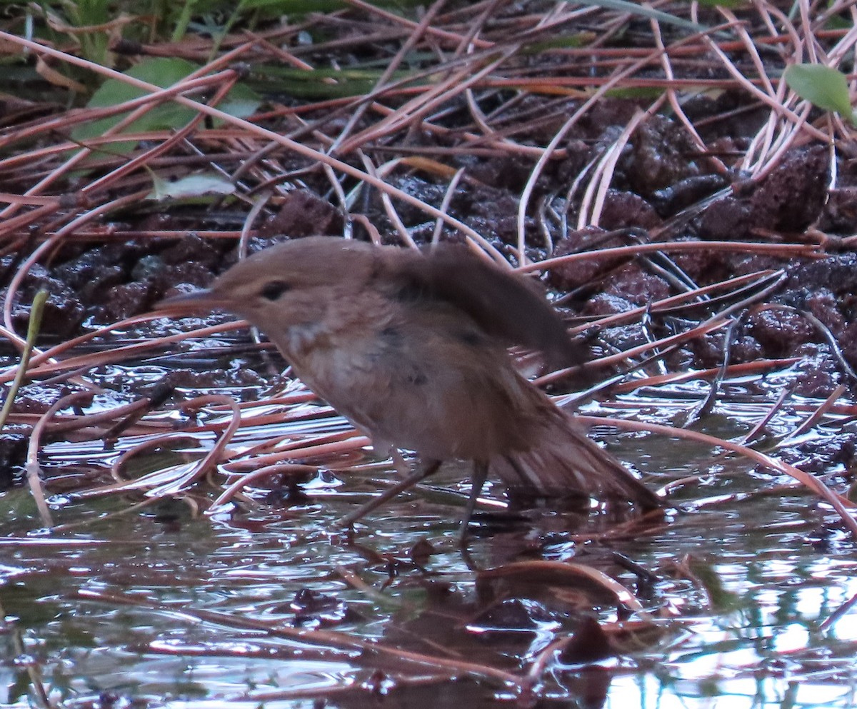 Marsh/Common Reed Warbler - ML640971653