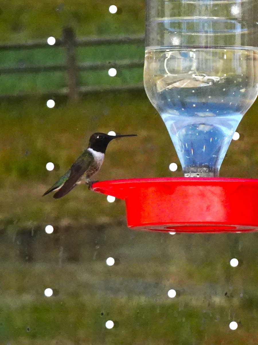 Black-chinned Hummingbird - ML640971659