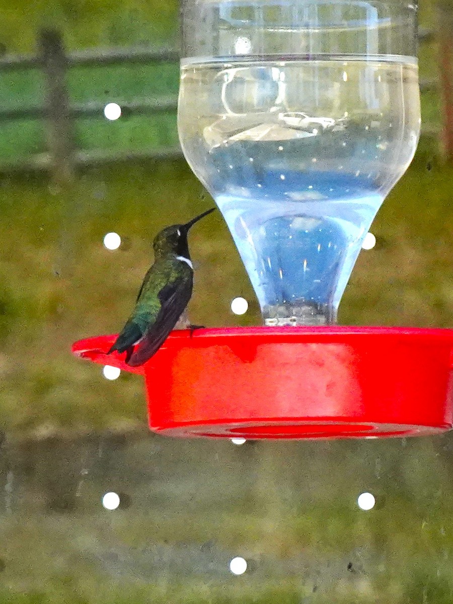Black-chinned Hummingbird - ML640971660