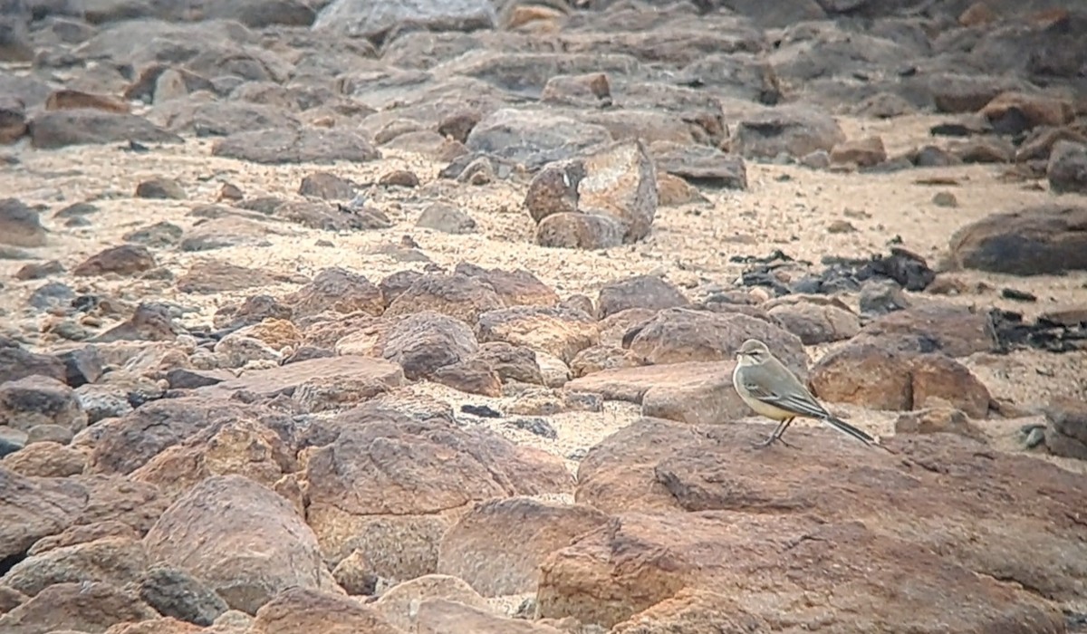 Western Yellow Wagtail (flavissima/lutea) - ML640971661