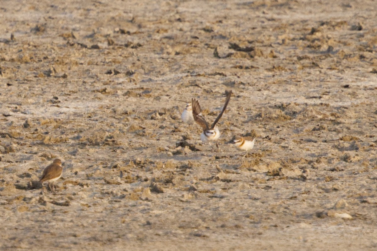 Javan Plover - ML640971666