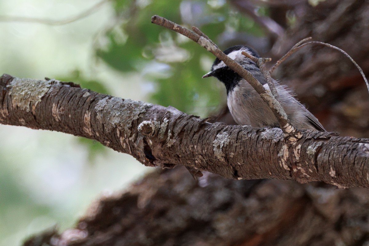 Mexican Chickadee - ML640971673