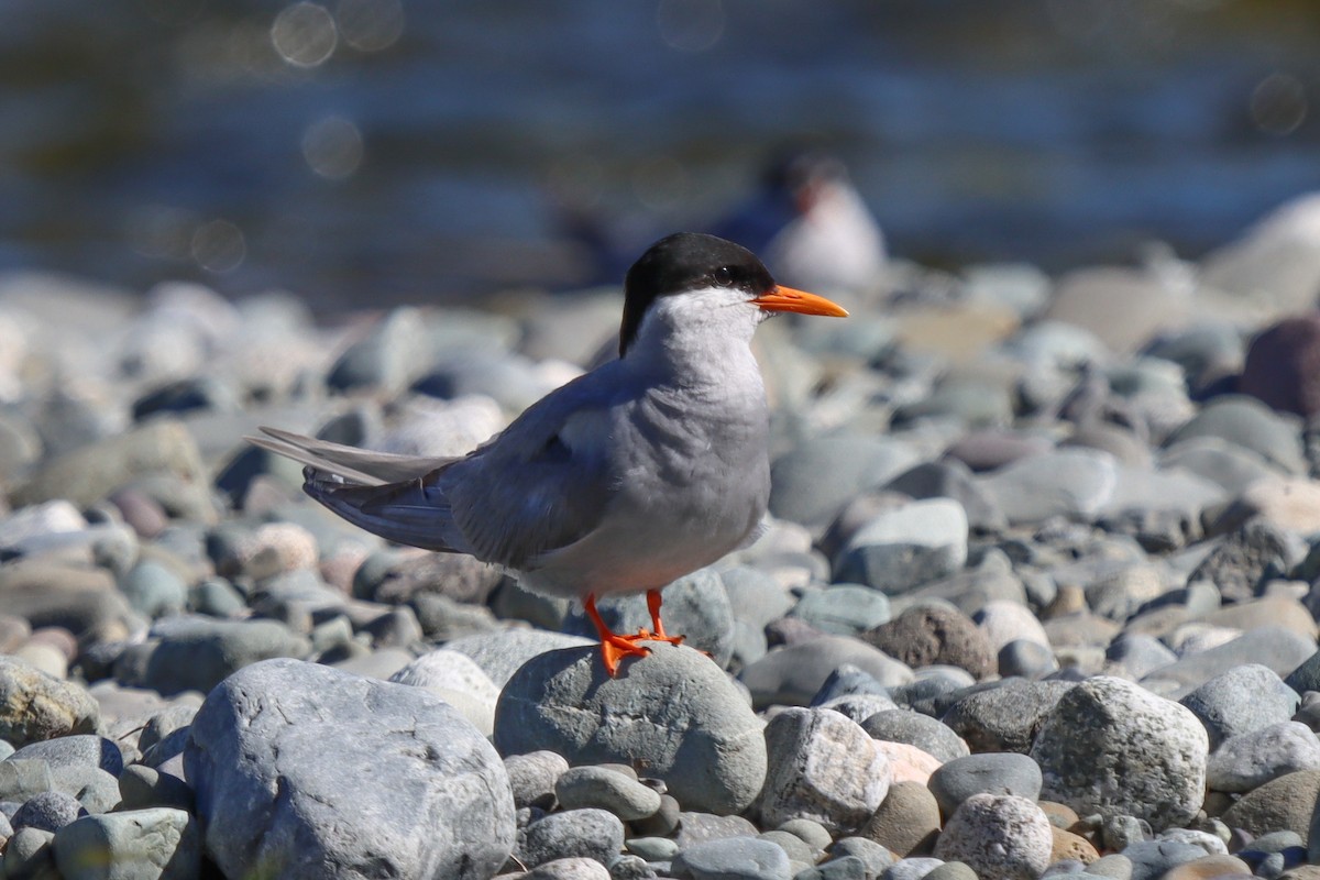 Black-fronted Tern - ML640971712