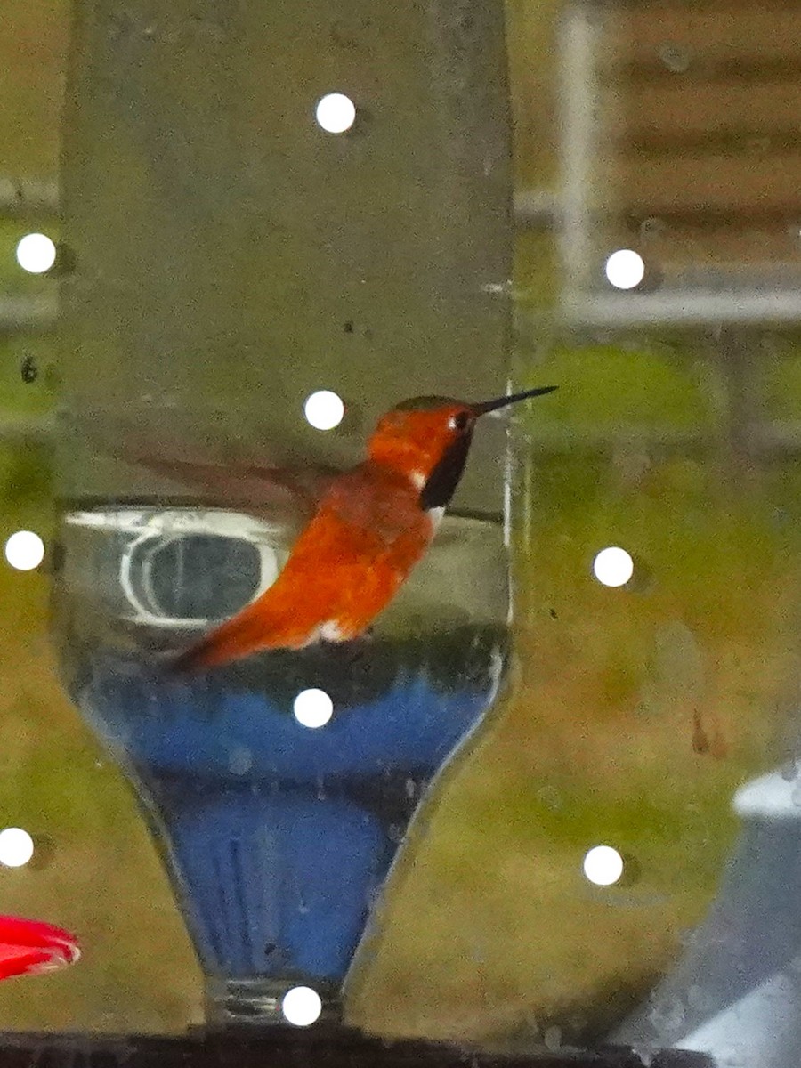Rufous Hummingbird - ML640971726