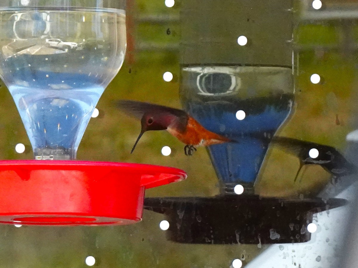 Rufous Hummingbird - ML640971727