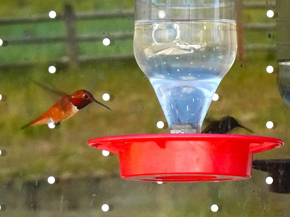 Rufous Hummingbird - ML640971728
