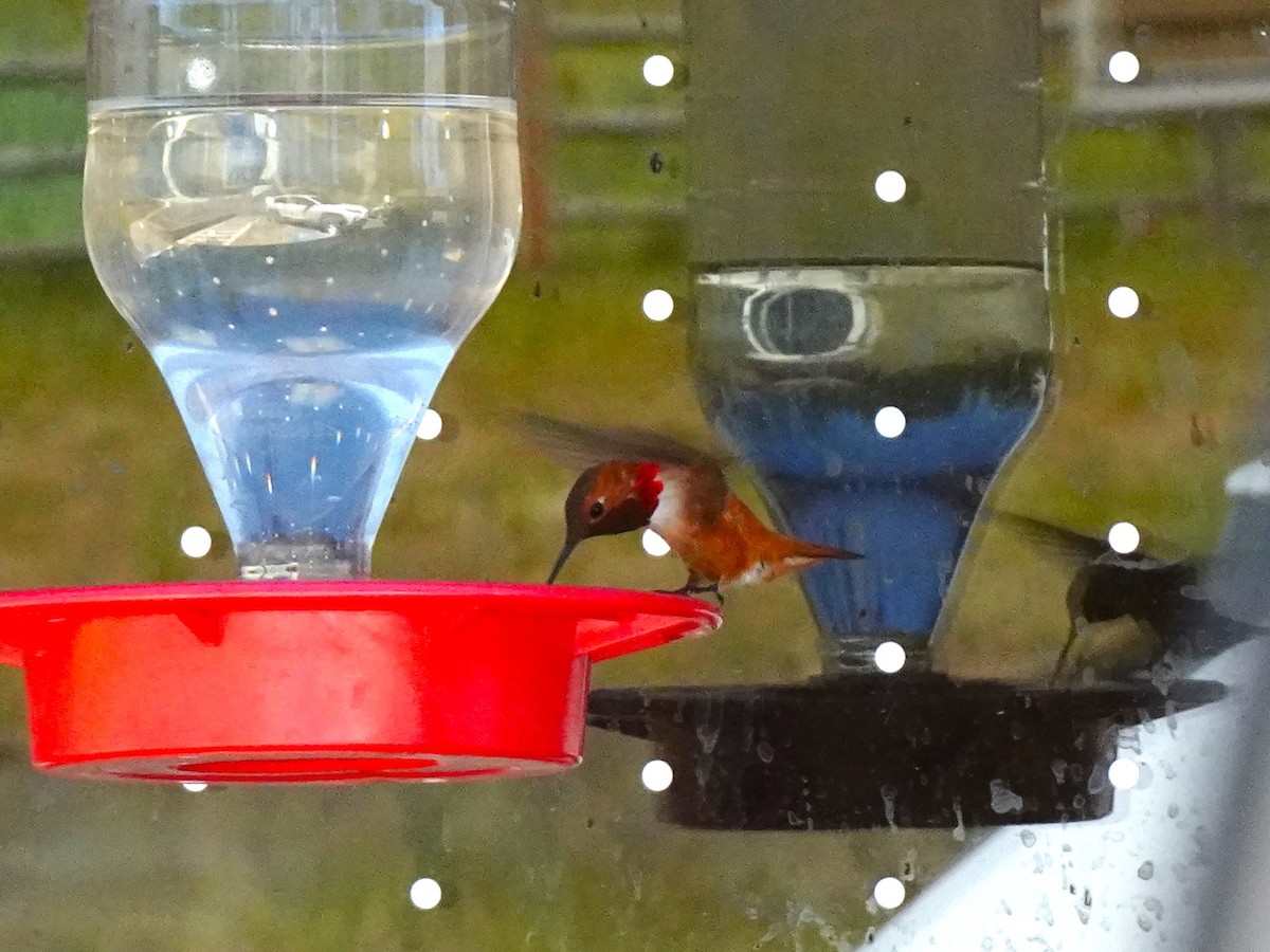 Rufous Hummingbird - ML640971729
