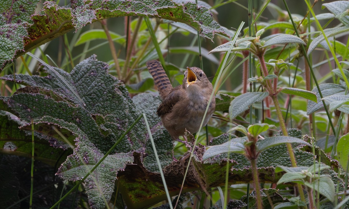 Grass Wren - ML640971731