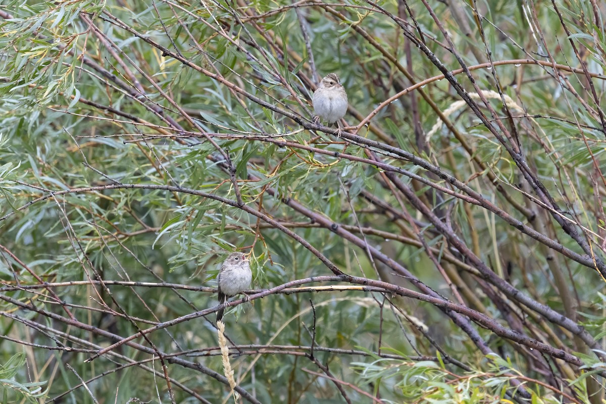 Карнатка лучна - ML640971738