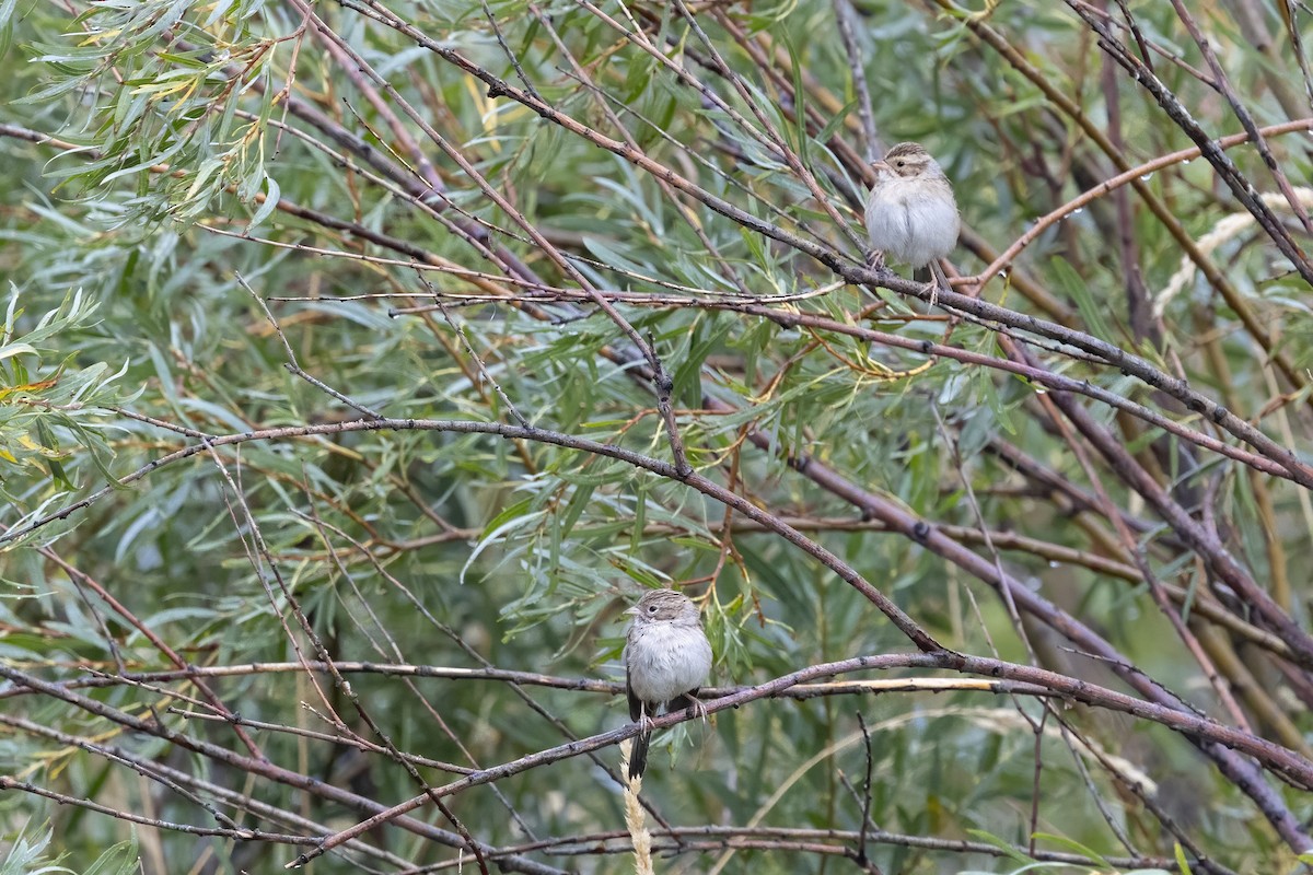 Карнатка лучна - ML640971762