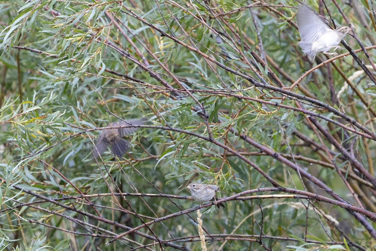 Карнатка лучна - ML640971765