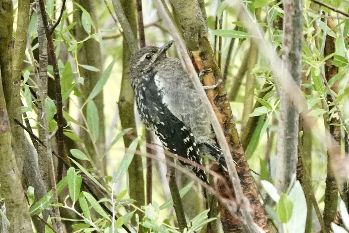 Red-naped Sapsucker - ML640971776