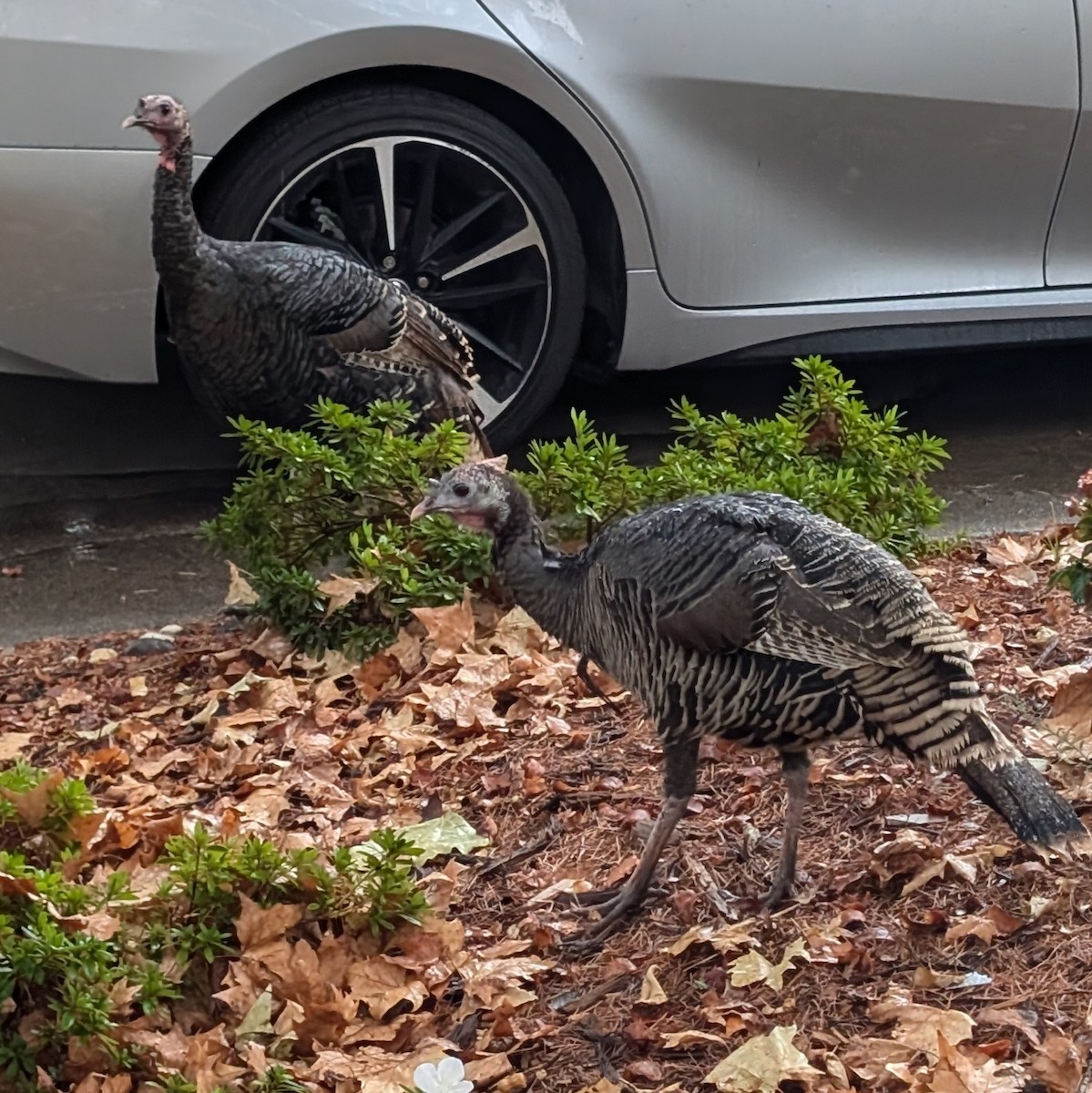 Wild Turkey - ML640971790