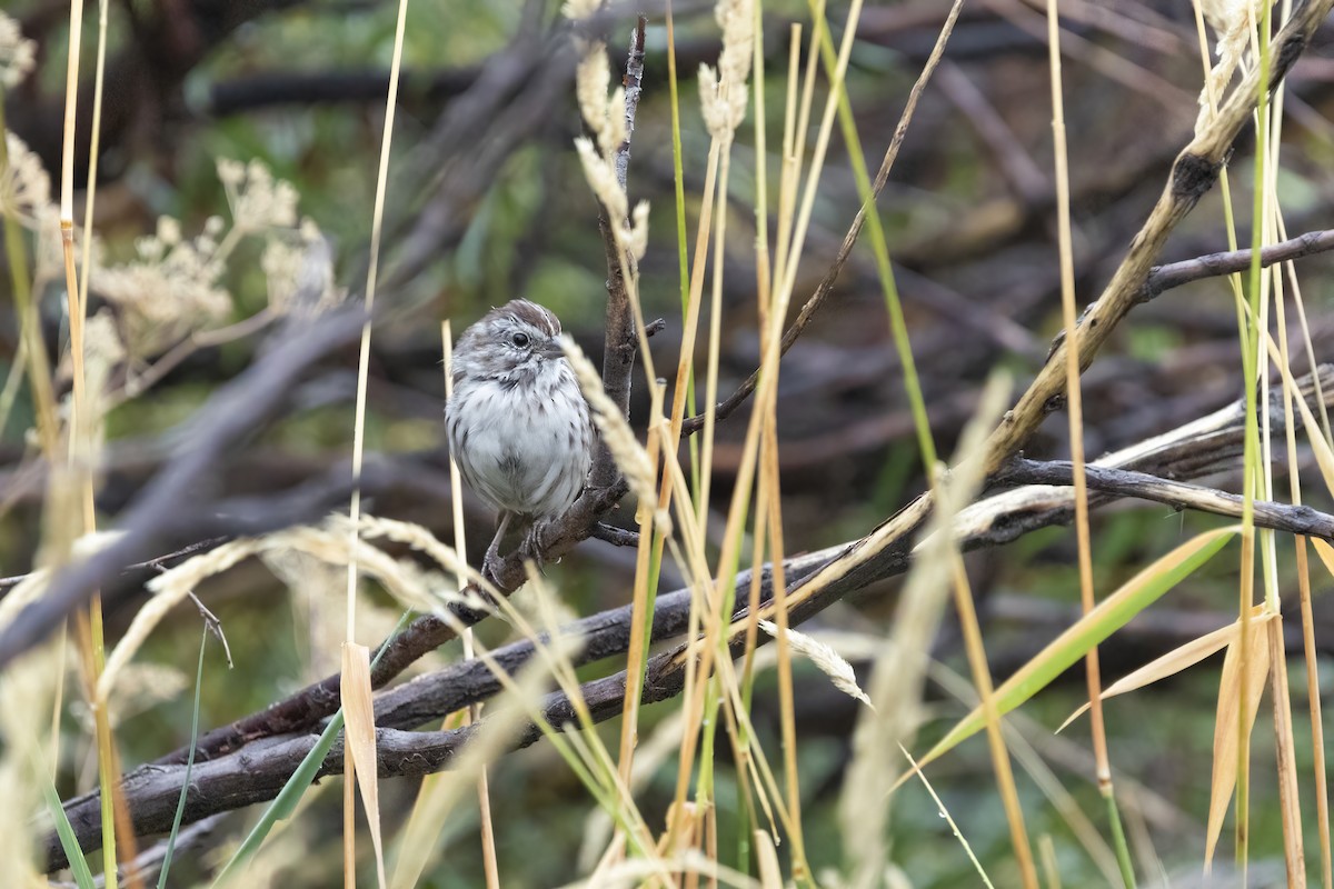 Song Sparrow (montana/merrilli) - ML640971799
